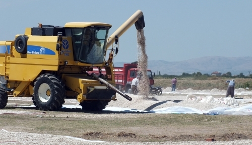 Çerezlik ayçiçeği Çivrilli üreticinin yüzünü güldürüyor