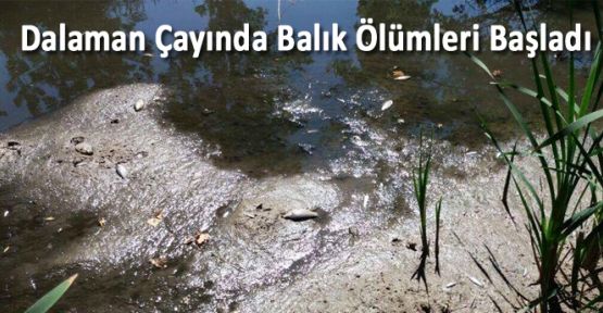 DALAMAN ÇAYINDA BALIK ÖLÜMLERİ BAŞLADI