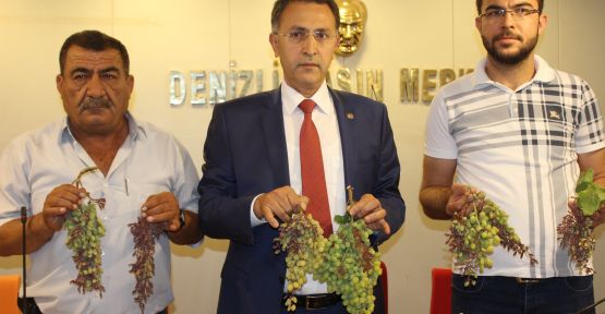 DENİZLİ'DE AŞIRI SICAKLAR ÜZÜMLERİ VURDU