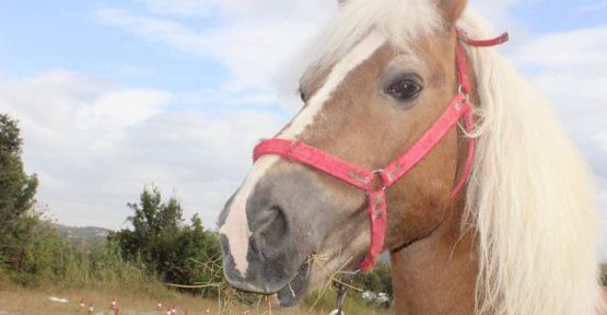 İhaleye çıkan at ve köpek satıldı