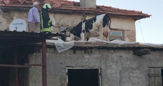 İnek çatıda mahsur kaldı