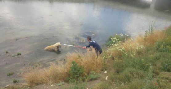 Kanala düşen köpeği itfaiye kurtardı