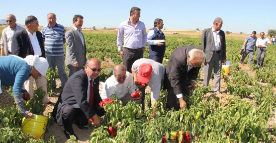 Kızılcabölük'te kızıl biber hasadı başladı