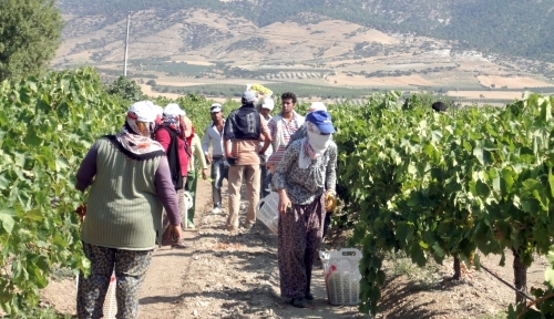 Türkiye’nin ilk Sultani üzüm hasadı başladı