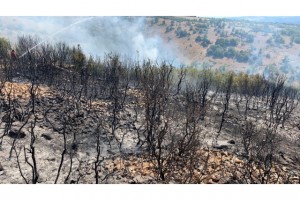 Denizli’de ormanlık alanda ki yangında 50 hektar zarar gördü