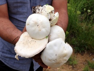 Doğadan toplanan mantarlara dikkat