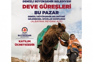 Deve güreşi heyecanı Denizli’de