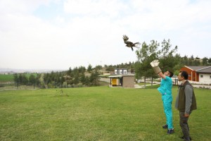 Büyükşehir yaban dostlarına da sahip çıkıyor