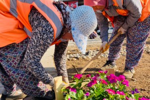 Acıpayam'da kavşak ve refüjler çiçek açıyor