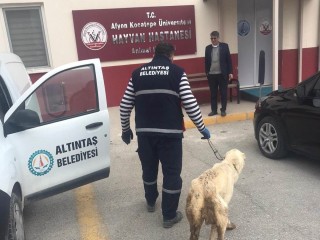 Altıntaş Belediyesi yarlı köpeği tedavi ettirdi