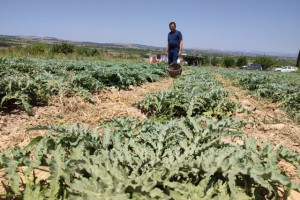 İlk kez dikilen enginar 20 gün sonra ihracata hazır olacak