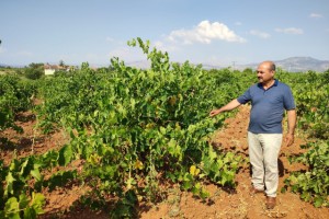 Çal karasında hasat devam ediyor